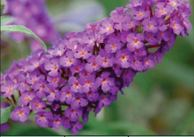 Butterfly Bush Buddleia Buzz Purple