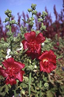 Hollyhock - Alcea Rosea - Red