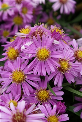 Aster Dumosus 'Woods Pink'