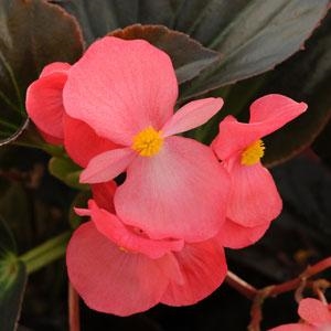 Begonia | Whopper | Parrans Greenhouse