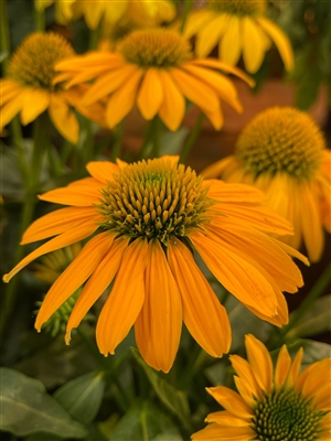 Coneflower | Artisan Yellow Ombre | Parrans Greenhouse