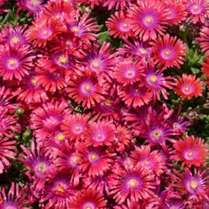 Delosperma Granita Raspberry Ice Plant