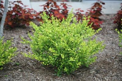 Dwarf Birch | Cesky Gold | Parrans Greenhouse