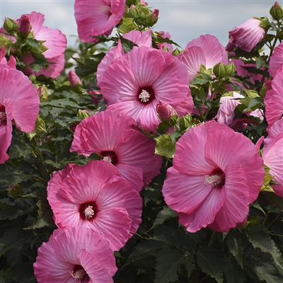 Rose Mallow | Hibiscus | Parrans