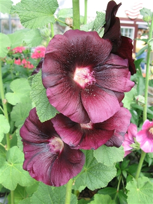 Hollyhock Alcea Rosea Spotlight Blacknight