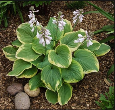 Fragrant Bouquet | Hosta | Plantain Lily