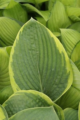 Hosta sieboldiana Frances Williams