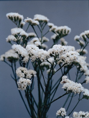 white limonium flower