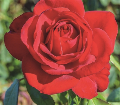 Olympiad Hybrid Tea Rose, Shop Roses