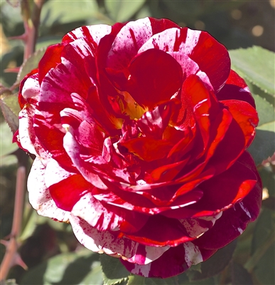 Scentimental Floribunda Rose