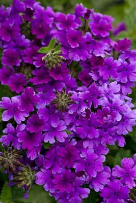 Verbena Superbena Dark Blue